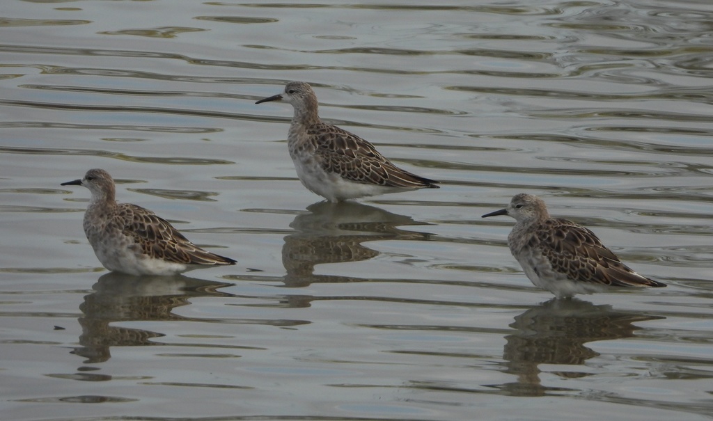 Italian Ruff's Ruff from Racconigi - CN - Italia on November 12, 2021 at 01:46 PM by ...
