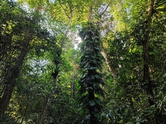 Rhaphidophora decursiva