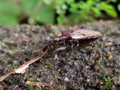 Petalocheirus malayus