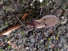 Petalocheirus malayus