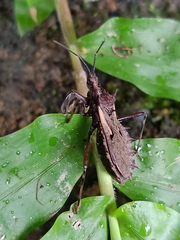 Petalocheirus malayus