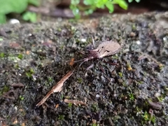 Petalocheirus malayus