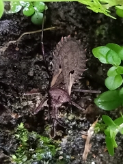 Petalocheirus malayus