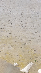 Periophthalmus modestus