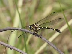 Ictinogomphus
