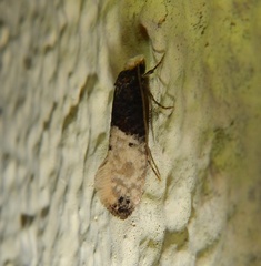 Trichophaga tapetzella