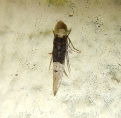 Trichophaga tapetzella
