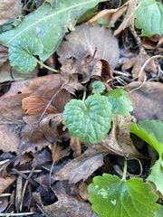 Glechoma hederacea