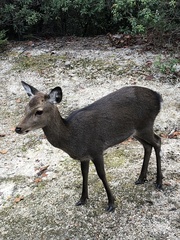 Cervus nippon
