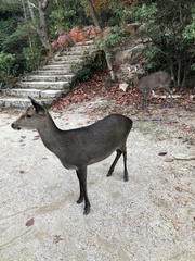 Cervus nippon