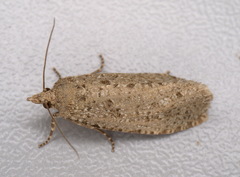 Epiblema grandaevana