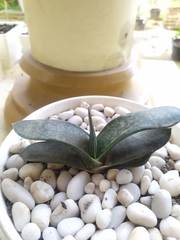 Gasteria brachyphylla
