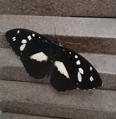 Aterica galene extensa