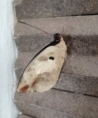 Aterica galene extensa