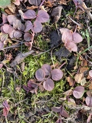 Lysimachia nummularia