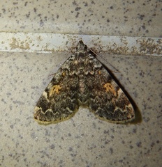Idia calvaria