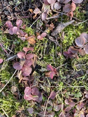 Lysimachia nummularia