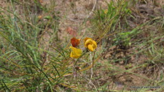 Lebeckia pauciflora