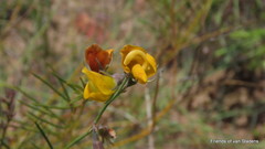 Lebeckia pauciflora