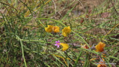 Lebeckia pauciflora