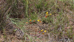 Lebeckia pauciflora