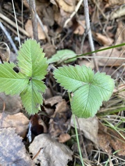 Fragaria vesca