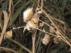Cirsium ukranicum