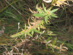 Cirsium ukranicum