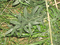 Cirsium ukranicum