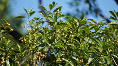 Acronychia pedunculata