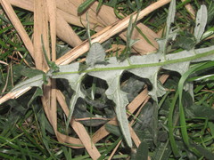 Cirsium ukranicum