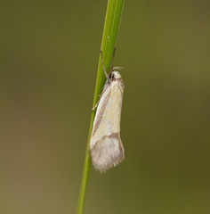 Philobota arabella