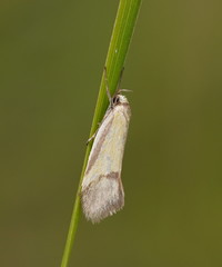 Philobota arabella