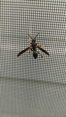 Polistes parametricus