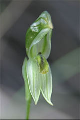 Pterostylis chlorogramma