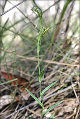 Pterostylis chlorogramma