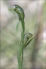 Pterostylis chlorogramma