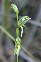 Pterostylis chlorogramma