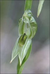 Pterostylis chlorogramma