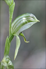 Pterostylis chlorogramma