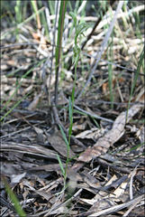 Pterostylis chlorogramma