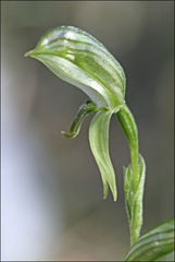 Pterostylis chlorogramma
