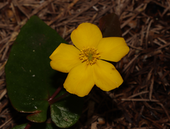 Hibbertia perfoliata