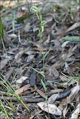 Pterostylis chlorogramma