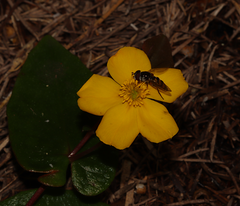 Hibbertia perfoliata