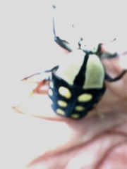 Mecynorhina passerinii