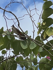 Pycnonotus jocosus