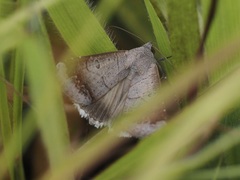 Ophiusa
