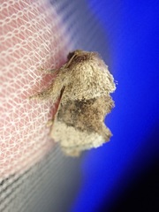 Trachyptena holobrunnea