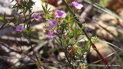 Coleonema aspalathoides
